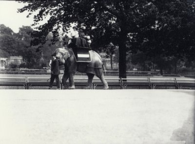 Elefante asiático &39;Jessie&39; dando uma carona para duas senhoras e uma criança, enquanto sendo liderado por um guardião no zoológico de Londres, maio de 1914 de Frederick William Bond