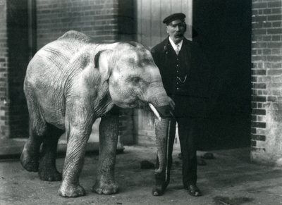 Elefante asiático bebê com guardião Charles Eyles, zoológico de Londres, novembro de 1915 de Frederick William Bond