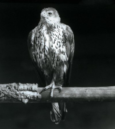 Bonellis Eagle descansando em um galho no zoológico de Londres, em setembro de 1925 de Frederick William Bond