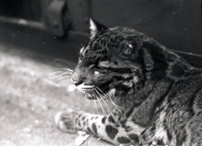 Leopardo nublado, 1922 de Frederick William Bond