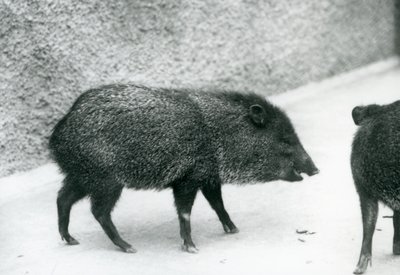 Peccaries Colares no Zoológico de Londres, 1927 de Frederick William Bond
