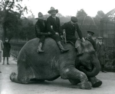 Vaqueiros, e, treinador, com, femininas, elefante indiano, sundermalah, durante, um, visita, para, londres, jardim zoológico, em, 1924 de Frederick William Bond