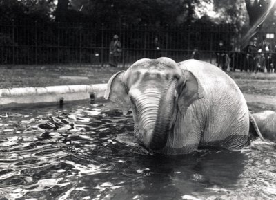 Banho de elefante de Frederick William Bond