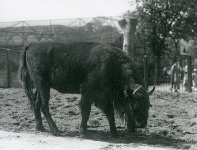 Bison European Julia comendo a grama em seu paddock, London Zoo, 12 de agosto de 1926 de Frederick William Bond