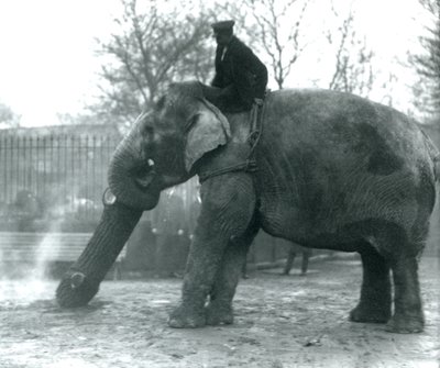 Elefante asiático fêmea, 
