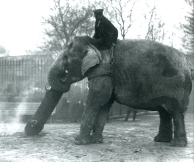 Elefante asiático feminino, Indiarani, movendo-se de madeira com seu tronco, enquanto seu keeper fica nas costas dela, dirigindo-a, London Zoo, 1925 de Frederick William Bond