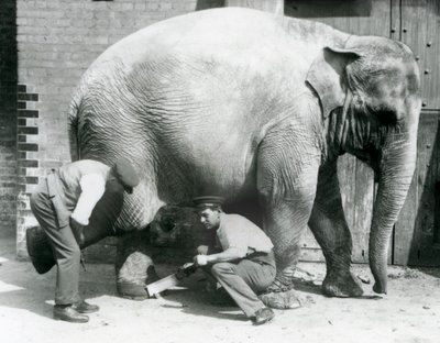 Fêmea asiática elefante Sundermalah ter seus pés aparados por seus guardiões no zoológico de Londres, de agosto de 1926 de Frederick William Bond