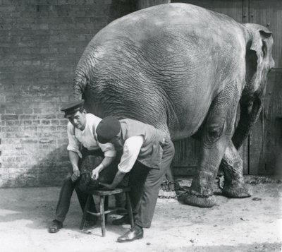 Elefante asiático feminino tendo seus pés aparados por seus guardiões no zoológico de Londres, agosto de 1926 de Frederick William Bond