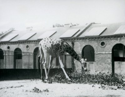 Fêmea Girafa, 