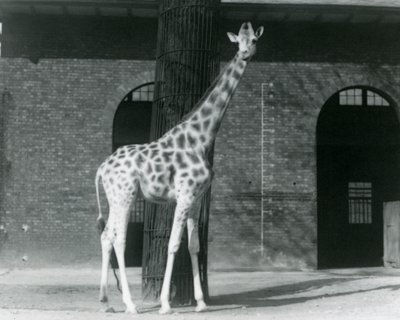 Fêmea Girafa, 