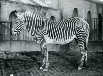 Zebra de Grevys fêmea, ou zebra imperial, Jennie que está em seu paddock no jardim zoológico de Londres, 1927 de Frederick William Bond