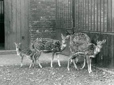 Veado de quatro eixos incluindo, um corço com chifres e um fulvo, no Zoológico de Londres em 1926 (foto a p/b) de Frederick William Bond