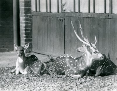 Four Axis Deer incluindo, um fanfarrão com chifres, no zoológico de Londres em 1924 de Frederick William Bond