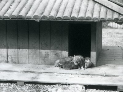 Quatro cachorros coiote descansam na entrada do seu canil den/wooden, Jardim Zoológico de Londres de Frederick William Bond