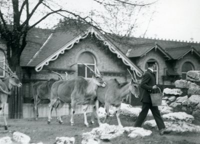 Quatro Eland seguem seu goleiro, na hora da alimentação, no paddock em frente à Antelope House, Zoológico de Londres, em junho de 1925 de Frederick William Bond
