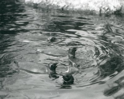 Quatro King Penguins nadando em sua piscina no Zoológico de Londres, em junho de 1927 de Frederick William Bond