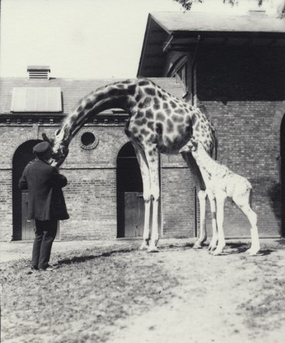 Girafa, com, 3 dia velho, bebê, e, keeper, em, jardim zoológico londres, 1914 de Frederick William Bond
