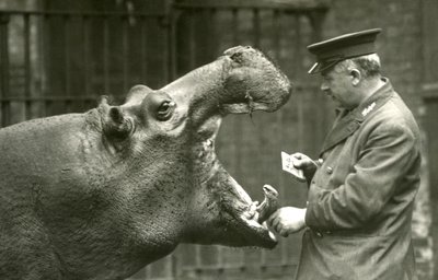 Hipopótamo Bobbie com o goleiro Ernie Bowman, zoológico de Londres, 1927 de Frederick William Bond