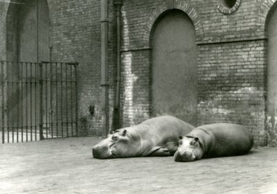 Hipopótamos Bobbie e Joan no zoológico de Londres, em julho de 1923 (foto bw) de Frederick William Bond