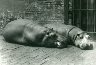 Hipopótamos Bobbie e Joan deitados em seu recinto no Zoológico de Londres, em julho de 1923 (bw photo) de Frederick William Bond
