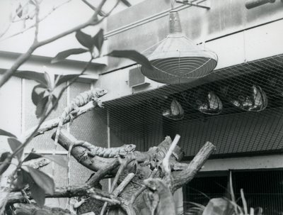 Iguanas, baseando-se em ramos, desfrutando da luz artificial do sol em seu recinto, Jardim Zoológico de Londres, agosto de 1928 (foto a p/b) de Frederick William Bond