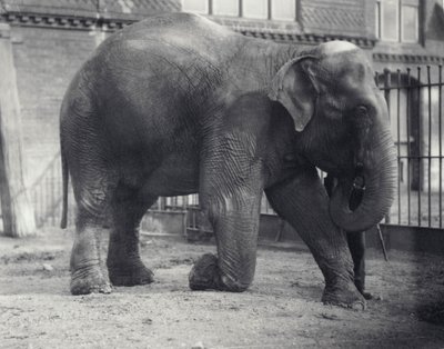 Elefante indiano, Assam Lukhi, ajoelhado com guardião no zoológico de Londres, em abril de 1914 de Frederick William Bond
