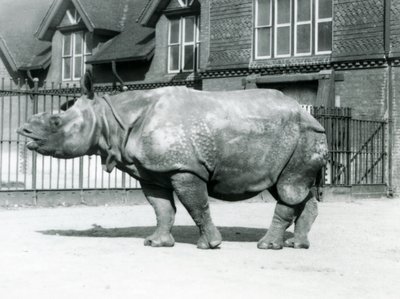Rinoceronte-indiano Felix em pé no seu paddock no zoológico de Londres, 1927 de Frederick William Bond