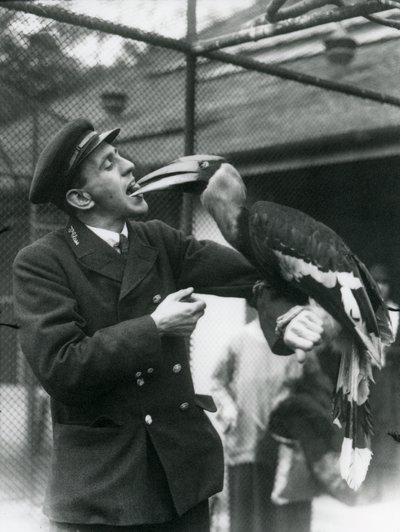 Guardião, T. Raggett alimentando um grande Hornbill indiano com uma fruta em sua boca. Zoológico de Londres 1924 de Frederick William Bond