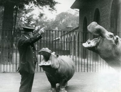 Guardião Ernie Bowman com Hipopótamos Bobbie e Joan no Zoológico de Londres, julho de 1923 (foto bw) de Frederick William Bond