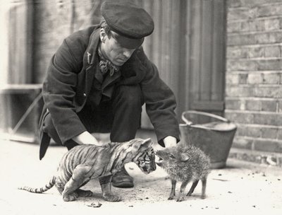 Keeper, H. Warwick, com um filhote de tigre e um queixada, tirada no ZSL London Zoo, em maio de 1914 de Frederick William Bond