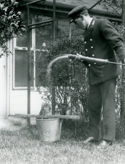 Guardião Thomas Raggett dando um Tawny Frogmouth um chuveiro, London Zoo, 1924 de Frederick William Bond