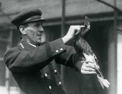 Keeper, Thomas Raggett, acariciando um grande índio Hornbill sob sua conta no zoológico de Londres, 1924 de Frederick William Bond
