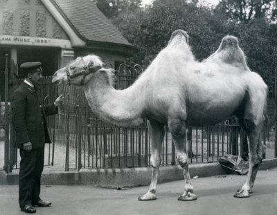 Keeper W. Styles, com um camelo bactriano, do lado de fora da Casa de Lhama no Zoológico de Londres, em julho de 1914 de Frederick William Bond