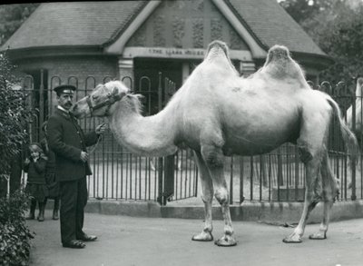 Keeper W. Styles, com um camelo bactriano, do lado de fora da Casa de Lhama no Zoológico de Londres, em julho de 1914 de Frederick William Bond
