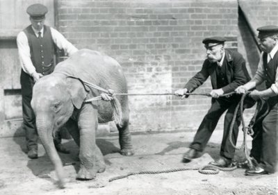 Guardiões A. Church, Charles Eyles e H. Robertson tentando levar um bebê elefante asiático em uma corda, o zoológico de Londres, em setembro de 1919 de Frederick William Bond
