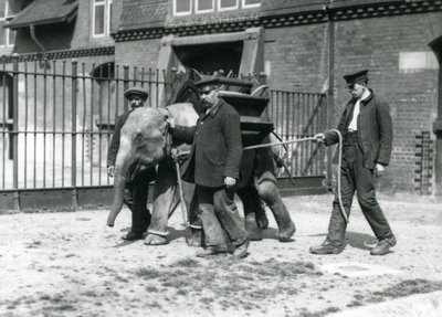 Os detentores Jack Milbourne, H Robertson e Thomas treinam um jovem elefante asiático, o zoológico de Londres, em maio de 1922 (foto bw) de Frederick William Bond