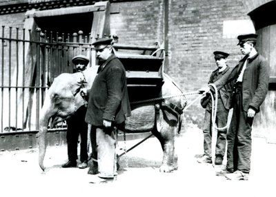Os detentores Jack Milbourne, H Robertson e Thomas treinam um jovem elefante asiático, o zoológico de Londres, em maio de 1922 (foto bw) de Frederick William Bond