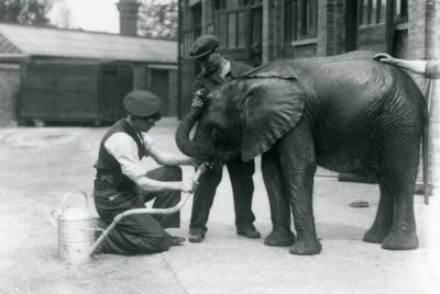 Guardiões ajudam o jovem elefante africano Kiberenge a beber de uma mangueira que foi anexada a um regador, o zoológico de Londres, em julho de 1924 de Frederick William Bond