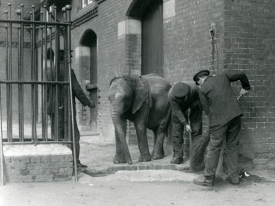 Guardiões com o jovem elefante africano macho Kiberenge, zoológico de Londres, 1924 de Frederick William Bond