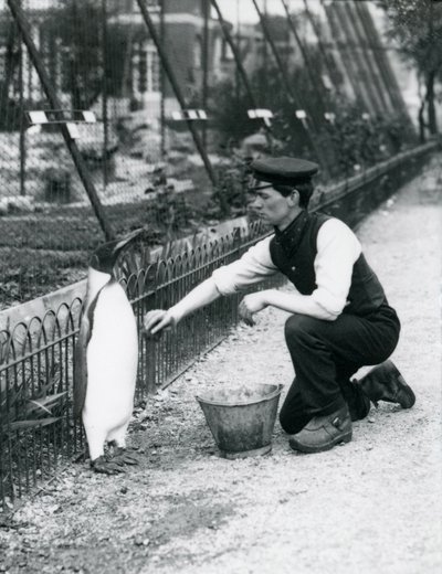 Rei Pinguim, sendo dado uma lavagem, pelo goleiro Harry Munro, com uma esponja no zoológico de Londres maio de 1914. Munro foi morto na Primeira Guerra Mundial, tendo servido no exército, em dirigíveis e em tapetes anti-submarino de Frederick William Bond