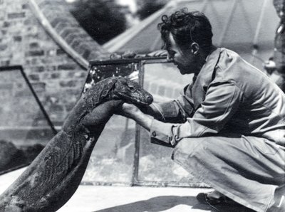 Dragão de Komodo Sumbawa com o guardião H. Alec Budd, 1928 de Frederick William Bond