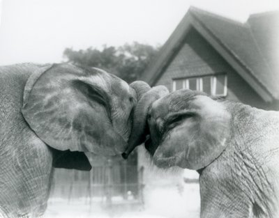 Elefante africano macho Kiberenge e fêmea elefante africano Hango cumprimentam-se amarrando troncos no zoológico de Londres em outubro de 1927. Kiberenge foi apresentado ao zoológico de Londres por SE Sir Horace Byatt de Frederick William Bond