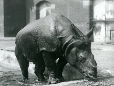 Rinoceronte indiano macho Felix deixando sua piscina no zoológico de Londres em 1928 de Frederick William Bond