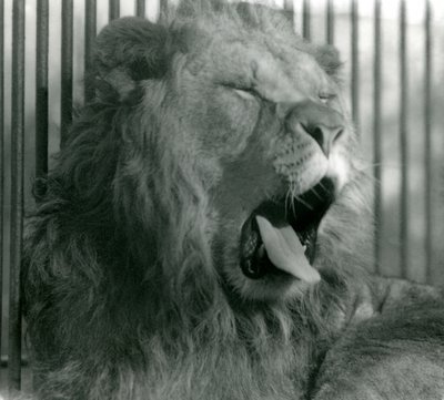Leão macho, Abdullah, boceja em seu recinto no zoológico de Londres em 1925 de Frederick William Bond