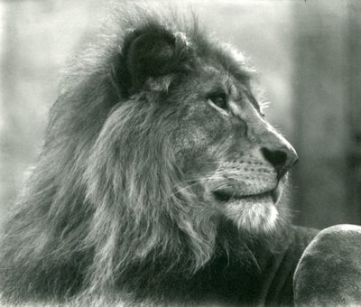 Leão macho Kuja no Zoológico de Londres em janeiro de 1925 de Frederick William Bond