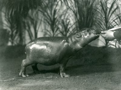 Percy, um jovem hipopótamo pigmeu sendo alimentado à mão no zoológico de Londres, em novembro de 1923 (foto bw) de Frederick William Bond