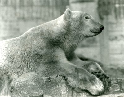 Urso polar, sam, descansar, pedras, ligado, a, Mappin, terraços, londres, jardim zoológico, antes de, 1930 de Frederick William Bond