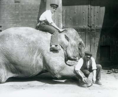 Sundermalah tendo o pé da frente aparado por um guarda, com um arquivo, enquanto outro fica de costas, no zoológico de Londres, em agosto de 1926 de Frederick William Bond