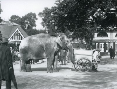 Syed Ali montando Indiarani atrás de um carrinho de mão, London Zoo, outubro de 1925 de Frederick William Bond