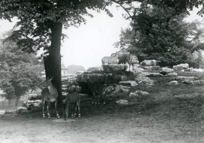 O Paddock ElandAntelope no Zoológico de Londres em 1924 de Frederick William Bond